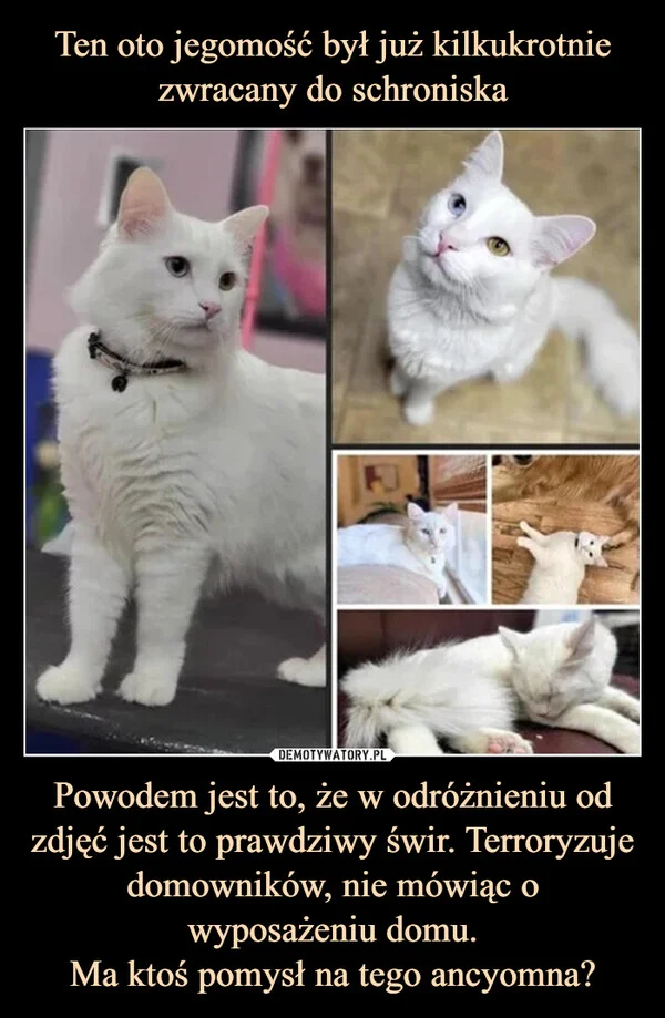 
    Ten oto jegomość był już kilkukrotnie zwracany do schroniska Powodem jest to, że w odróżnieniu od zdjęć jest to prawdziwy świr. Terroryzuje domowników, nie mówiąc o wyposażeniu domu. Ma ktoś pomysł na tego ancyomna?