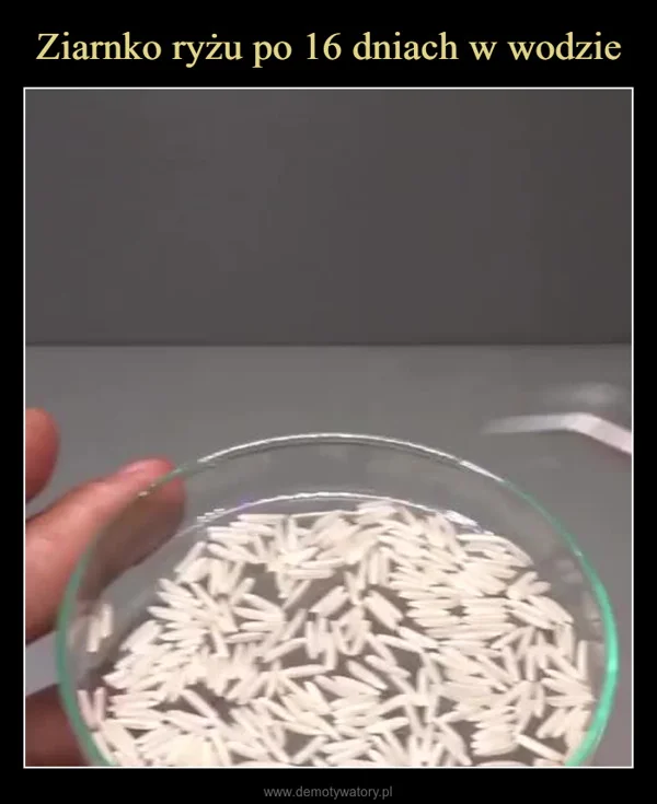 Ziarnko ryżu po 16 dniach w wodzie