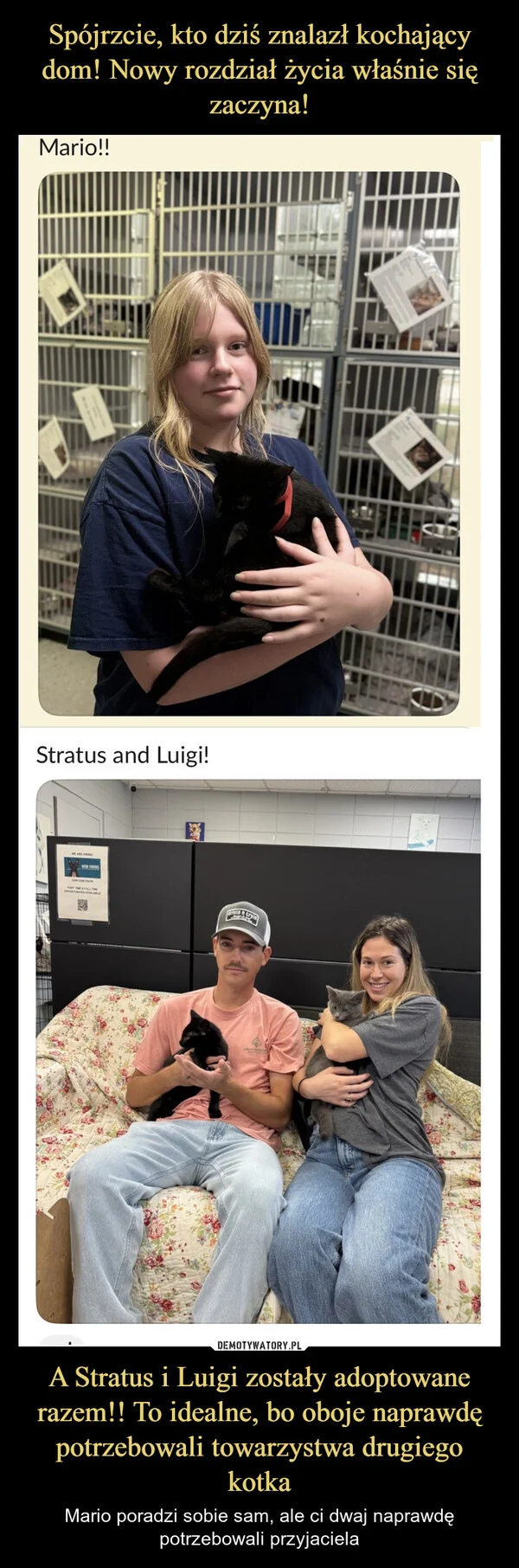 
    Spójrzcie, kto dziś znalazł kochający dom! Nowy rozdział życia właśnie się zaczyna! A Stratus i Luigi zostały adoptowane razem!! To idealne, bo oboje naprawdę potrzebowali towarzystwa drugiego kotka
