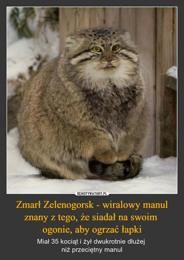 
    Zmarł Zelenogorsk - wiralowy manul znany z tego, że siadał na swoim ogonie, aby ogrzać łapki