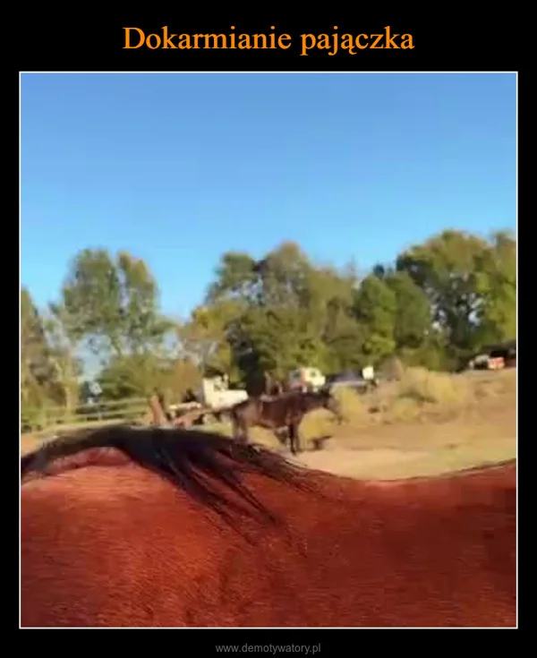 
    Dokarmianie pajączka