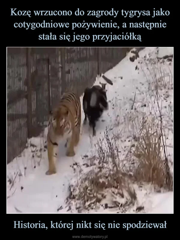 
    Kozę wrzucono do zagrody tygrysa jako cotygodniowe pożywienie, a następnie stała się jego przyjaciółką Historia, której nikt się nie spodziewał