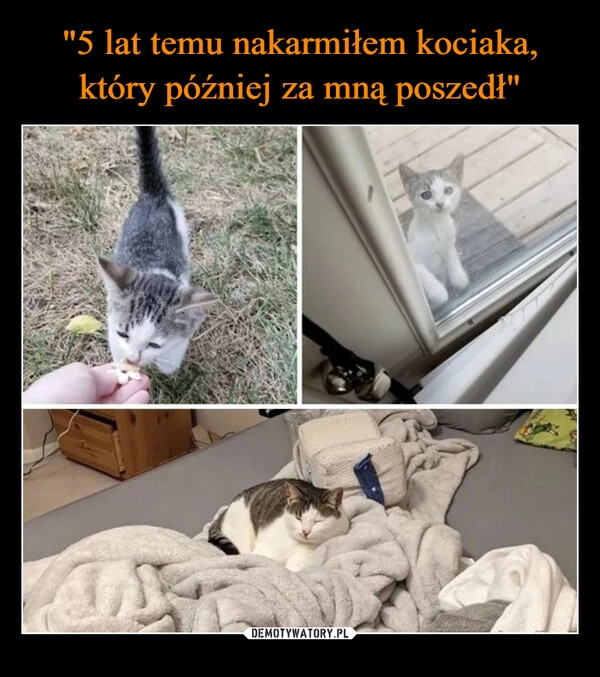
    "5 lat temu nakarmiłem kociaka, który później za mną poszedł"