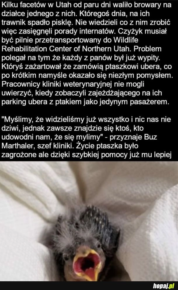 
    Ciekawy pasażer