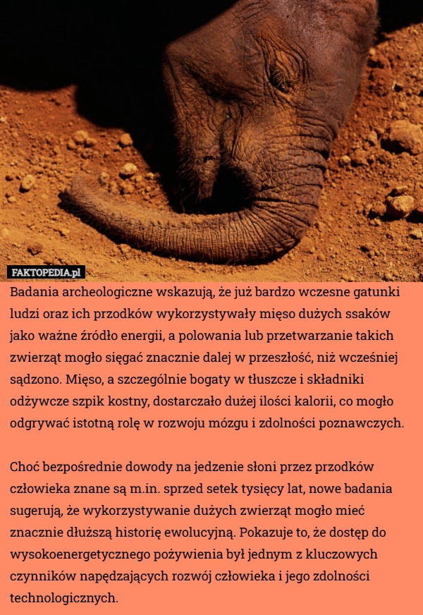 
    Badania archeologiczne wskazują, że już bardzo wczesne gatunki ludzi oraz