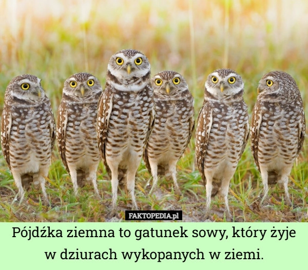 
    Pójdźka ziemna to gatunek sowy, który żyje w dziurach wykopanych w ziemi.