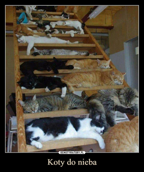 
    Koty do nieba
