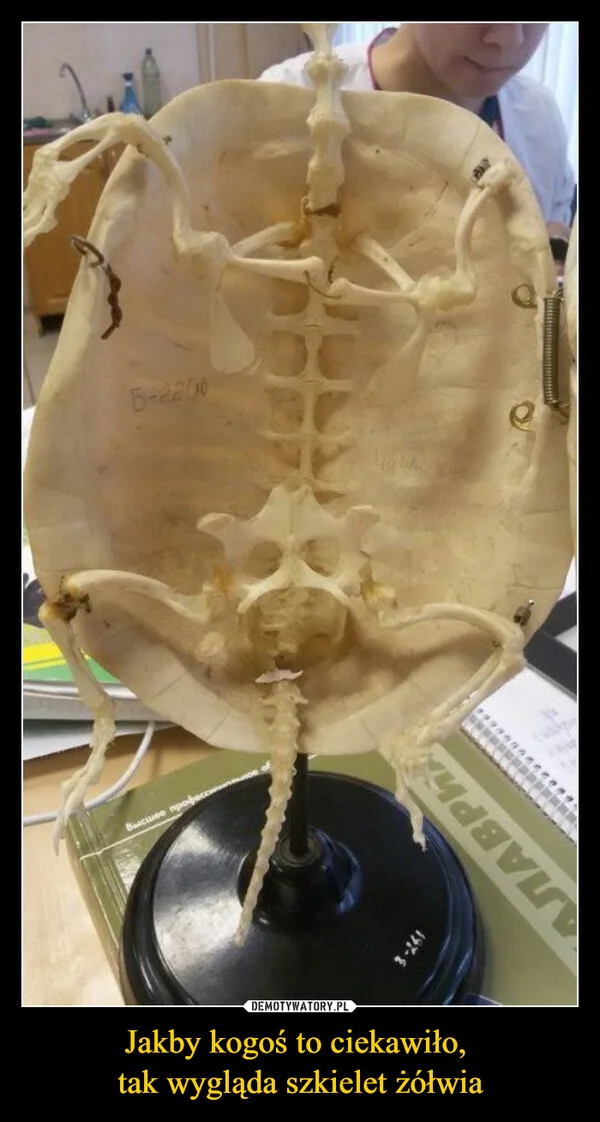 Jakby kogoś to ciekawiło, tak wygląda szkielet żółwia
