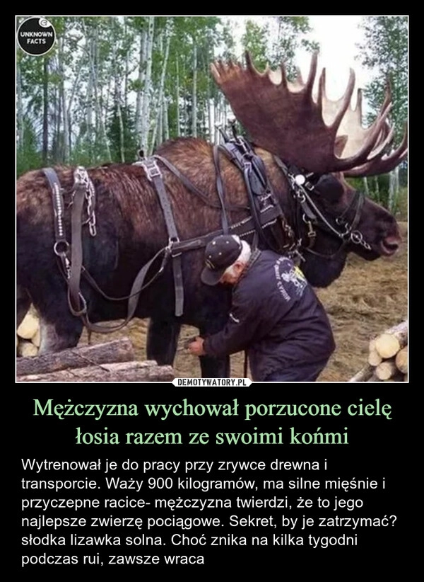 
    Mężczyzna wychował porzucone cielę łosia razem ze swoimi końmi