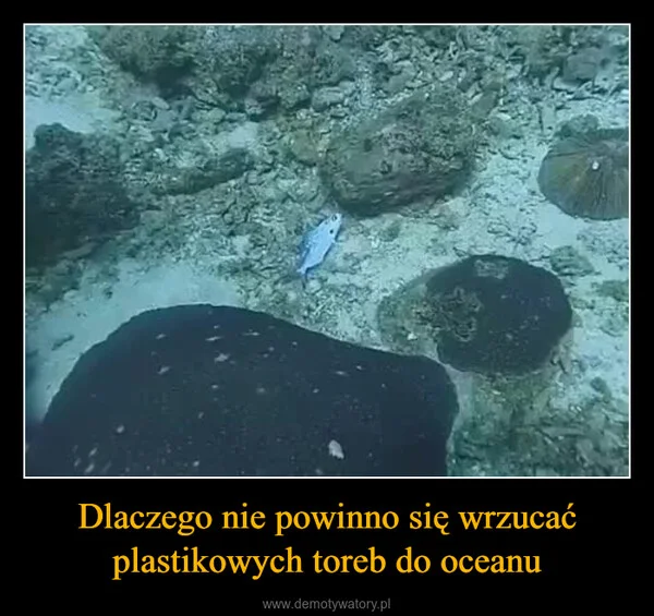 Dlaczego nie powinno się wrzucać plastikowych toreb do oceanu