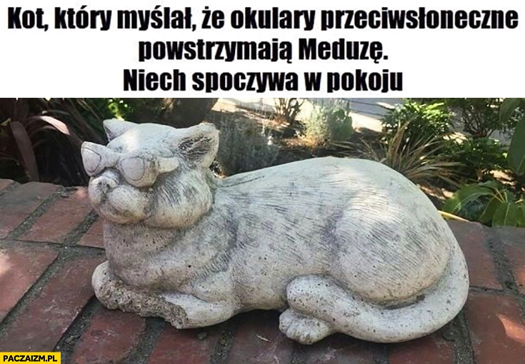 
    Kot który myślał, że okulary przeciwsłoneczne powstrzymają meduzę, niech spoczywa w pokoju