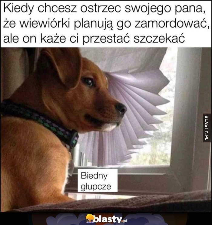 
    Pies piesek kiedy chcesz ostrzec swojego pana, że wiewiórki planują go zamordować, ale on każe ci przestać szczekać, biedny głupcze