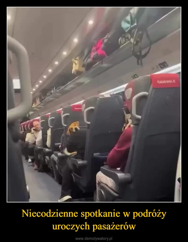 
    Niecodzienne spotkanie w podróży uroczych pasażerów