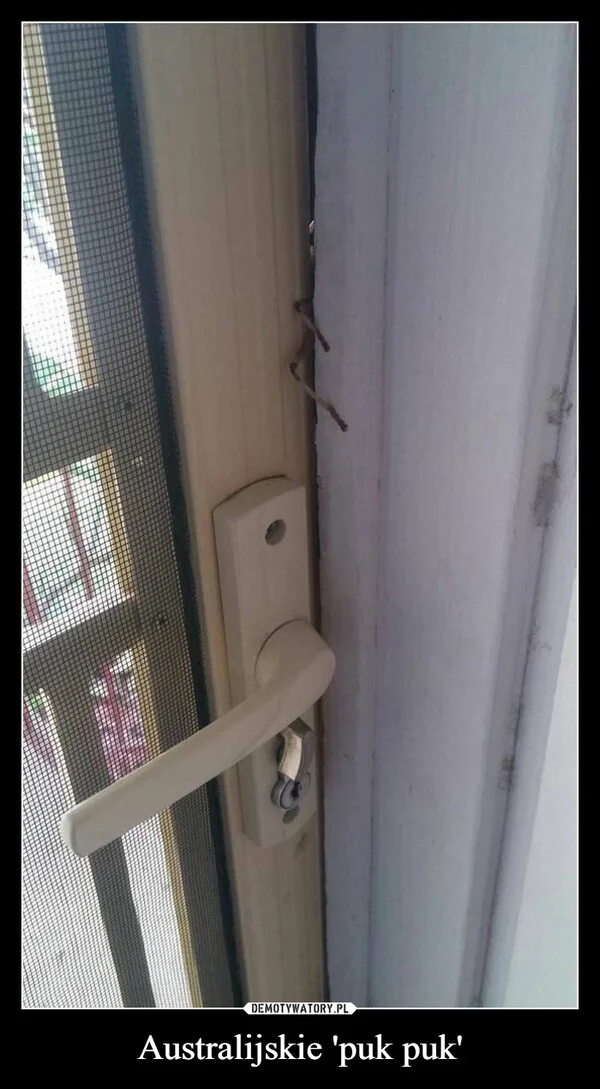
    Australijskie 'puk puk'