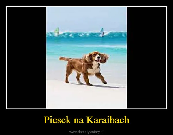 
    Piesek na Karaibach