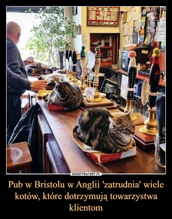 
    Pub w Bristolu w Anglii 'zatrudnia' wiele kotów, które dotrzymują towarzystwa klientom