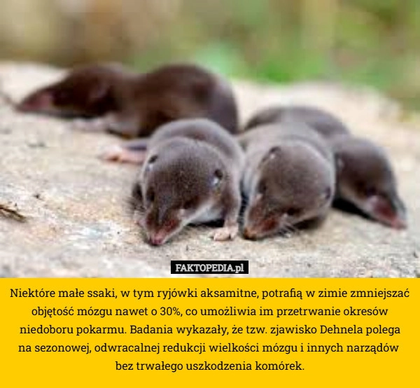 
    Niektóre małe ssaki, w tym ryjówki aksamitne, potrafią w zimie zmniejszać