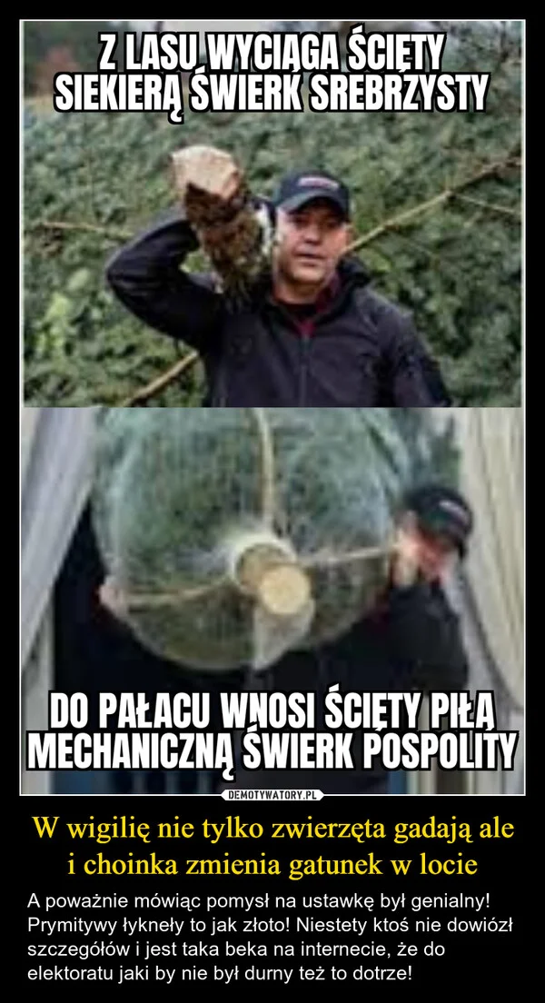 
    W wigilię nie tylko zwierzęta gadają ale i choinka zmienia gatunek w locie