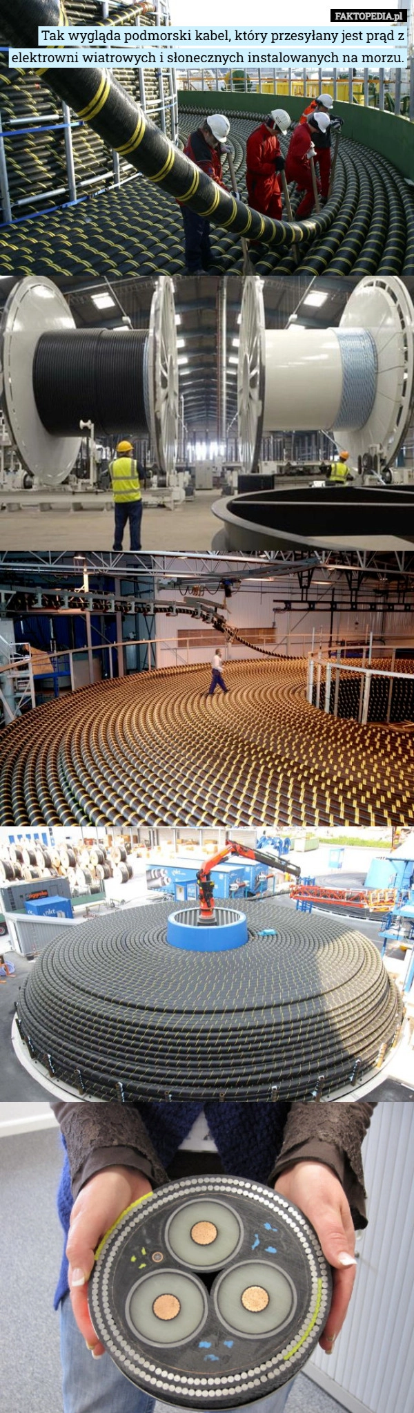 
    Tak wygląda podmorski kabel, który przesyłany jest prąd z elektrowni wiatrowych