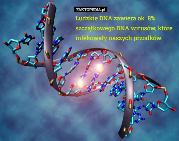 
    Ludzkie DNA zawiera ok. 8% szczątkowego DNA wirusów, które infekowały naszych