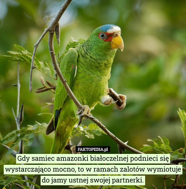 Gdy samiec amazonki białoczelnej podnieci się wystarczająco mocno, to w