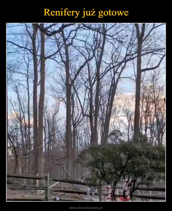 
    Renifery już gotowe