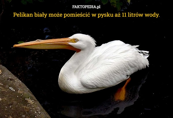 
    Pelikan biały może pomieścić w pysku aż 11 litrów wody.