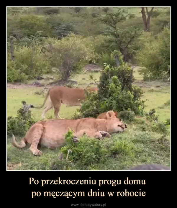 
    Po przekroczeniu progu domu po męczącym dniu w robocie