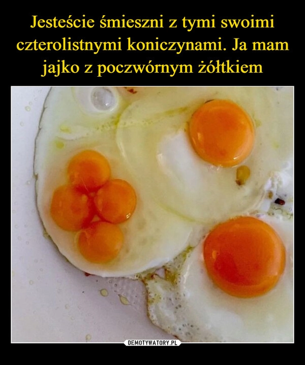 
    Jesteście śmieszni z tymi swoimi czterolistnymi koniczynami. Ja mam jajko z poczwórnym żółtkiem