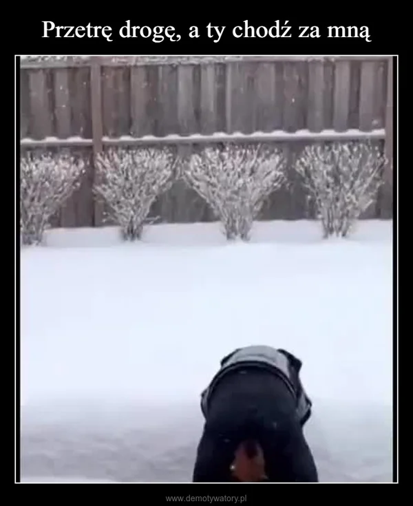 
    Przetrę drogę, a ty chodź za mną