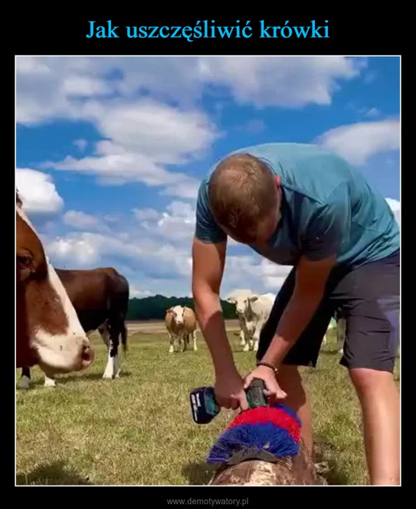 
    Jak uszczęśliwić krówki