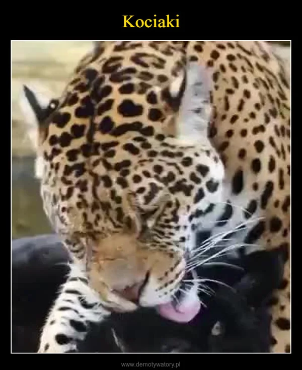 
    Kociaki