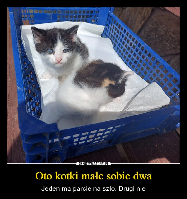 
    Oto kotki małe sobie dwa