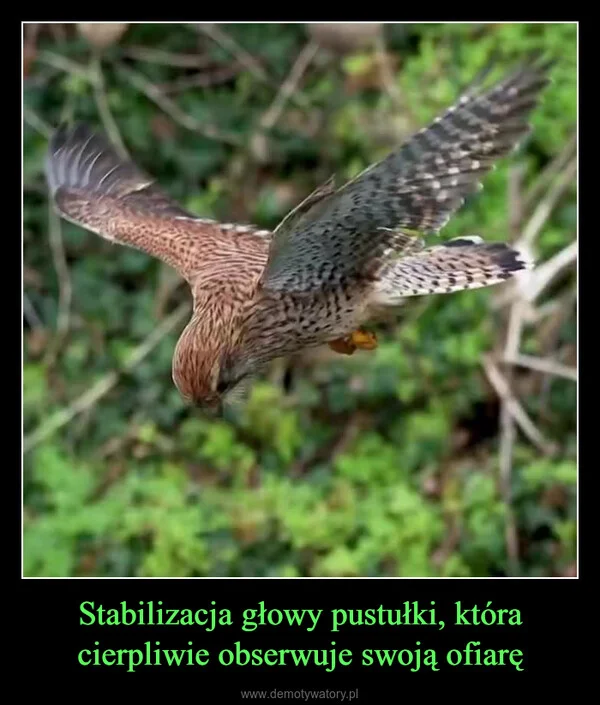 
    Stabilizacja głowy pustułki, która cierpliwie obserwuje swoją ofiarę