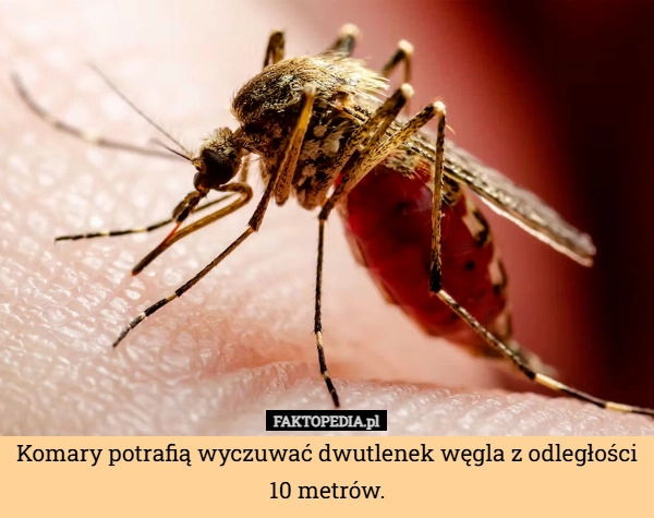 
    Komary potrafią wyczuwać dwutlenek węgla z odległości 10 metrów.