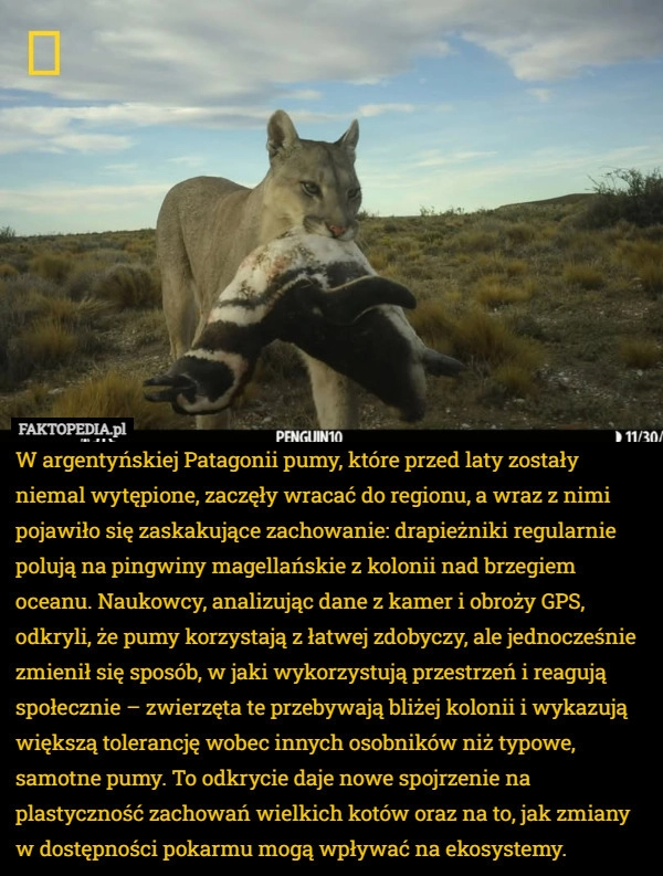 W argentyńskiej Patagonii pumy, które przed laty zostały niemal wytępione,