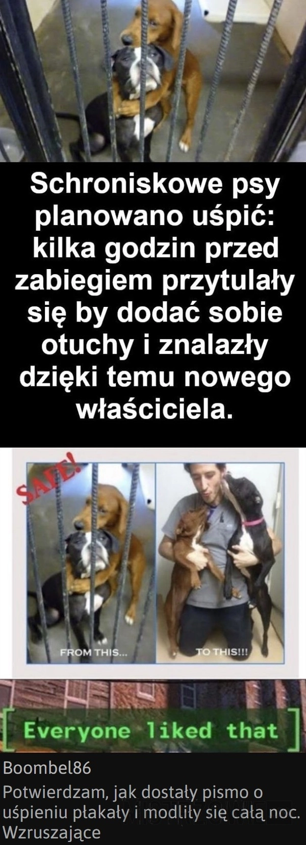 
    Schronisko