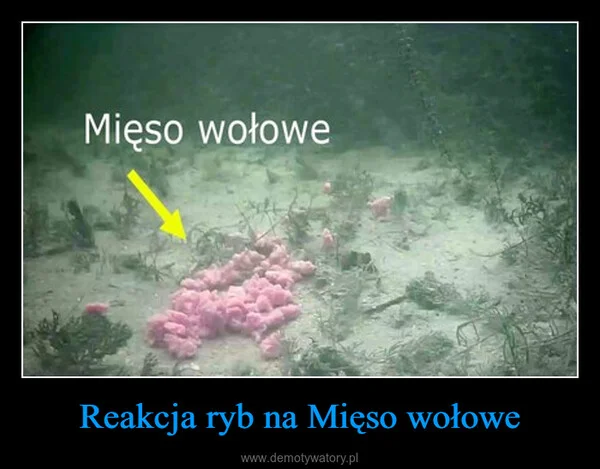 
    Reakcja ryb na Mięso wołowe