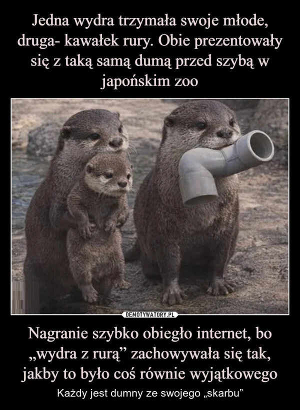 
    Jedna wydra trzymała swoje młode, druga- kawałek rury. Obie prezentowały się z taką samą dumą przed szybą w japońskim zoo Nagranie szybko obiegło internet, bo „wydra z rurą” zachowywała się tak, jakby to było coś równie wyjątkowego