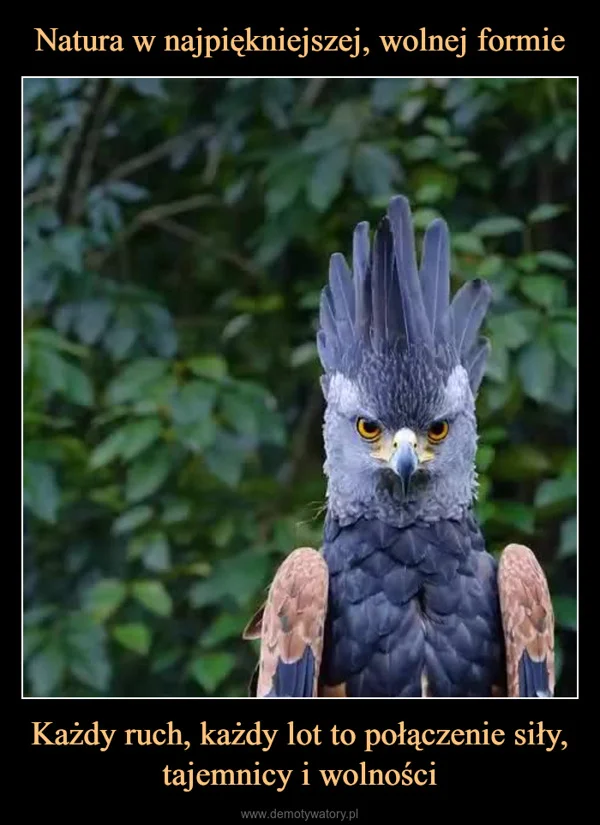 
    Natura w najpiękniejszej, wolnej formie Każdy ruch, każdy lot to połączenie siły, tajemnicy i wolności
