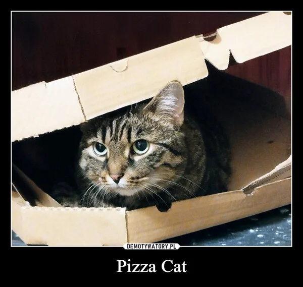 
    Pizza Cat