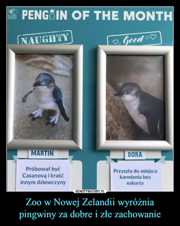 
    Zoo w Nowej Zelandii wyróżnia pingwiny za dobre i złe zachowanie