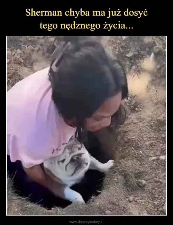 
    Sherman chyba ma już dosyć tego nędznego życia...