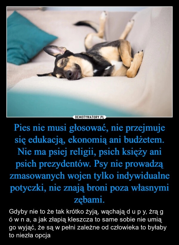 
    Pies nie musi głosować, nie przejmuje się edukacją, ekonomią ani budżetem. Nie ma psiej religii, psich księży ani psich prezydentów. Psy nie prowadzą zmasowanych wojen tylko indywidualne potyczki, nie znają broni poza własnymi zębami.