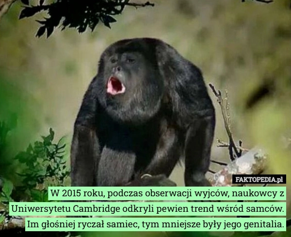 
    W 2015 roku, podczas obserwacji wyjców, naukowcy z Uniwersytetu Cambridge