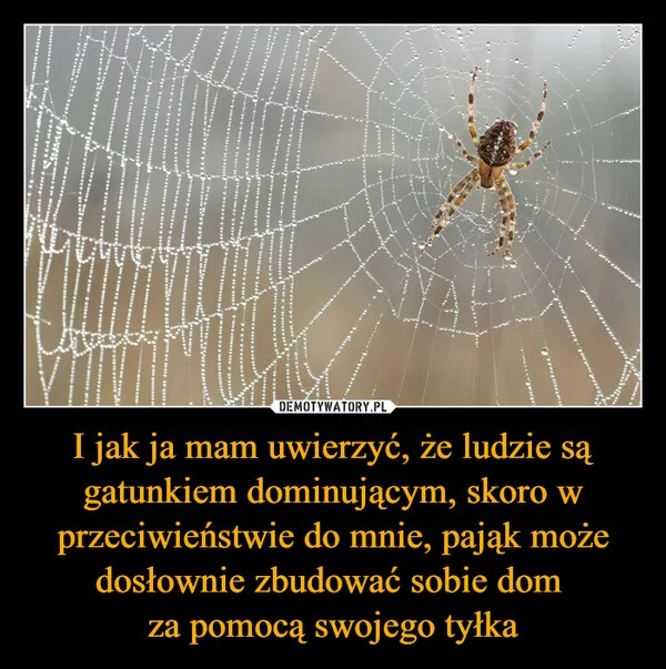 
    I jak ja mam uwierzyć, że ludzie są gatunkiem dominującym, skoro w przeciwieństwie do mnie, pająk może dosłownie zbudować sobie dom za pomocą swojego tyłka