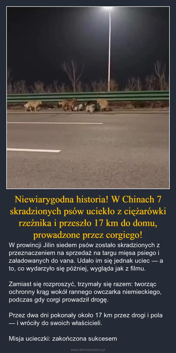 
    Niewiarygodna historia! W Chinach 7 skradzionych psów uciekło z ciężarówki rzeźnika i przeszło 17 km do domu, prowadzone przez corgiego!
