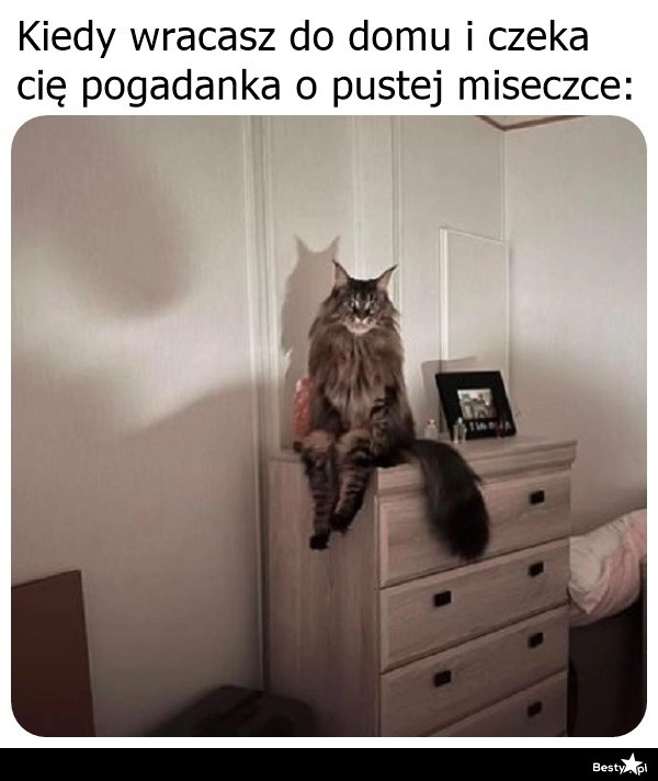 
    Pogadanka z kotem 