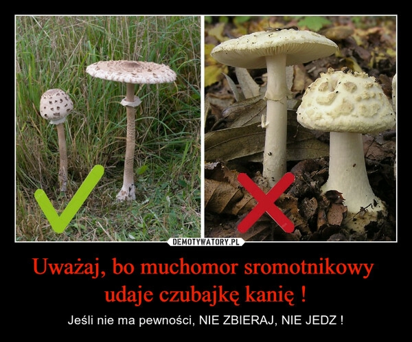 
    
Uważaj, bo muchomor sromotnikowy
udaje czubajkę kanię ! 