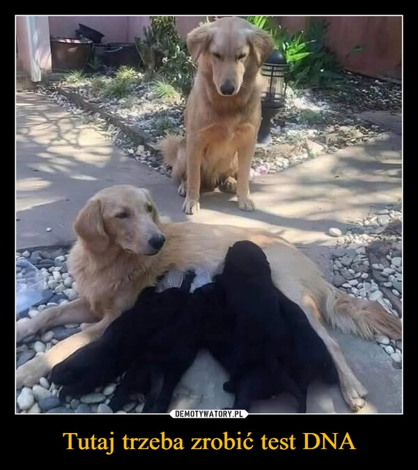 
    Tutaj trzeba zrobić test DNA